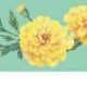 Floral Masking Tape, Marigold