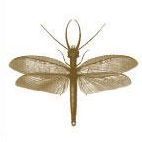 3-Layer Kraft Sticky Note Set, Insect